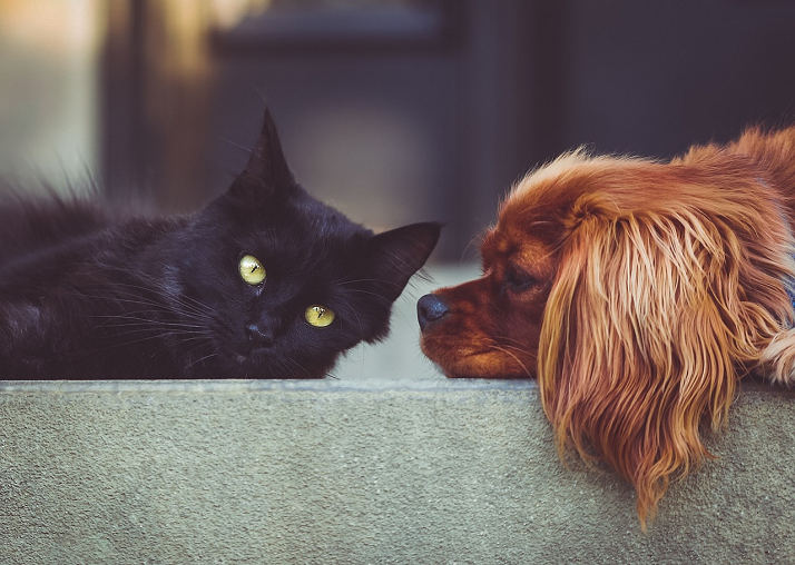 foto gatto nero e cucciolo di cane che lo guarda