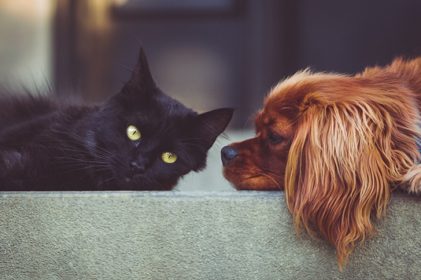 foto gatto nero e cucciolo di cane che lo guarda